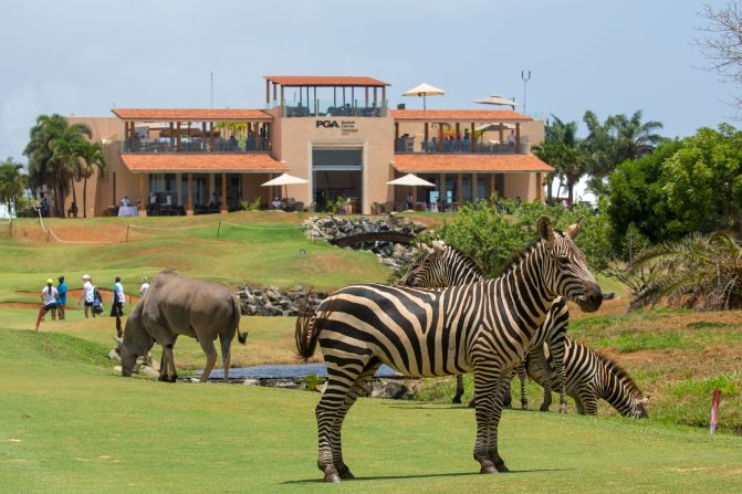 Image of African Golf Safari